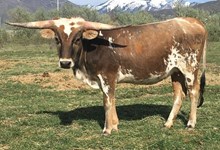 BCR EDIE 445