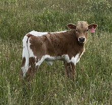 Calf GLR  Carolina CASANOVA 