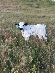 Calf-Miss Sky CRL