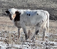 Dusty Dragon calf