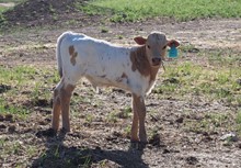 CALIBERS CHOICE CALF