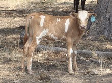 Bar H Gringa calf