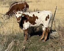 HRT FANCY BLOSSOM x GOLDEN BOY CRL BULL