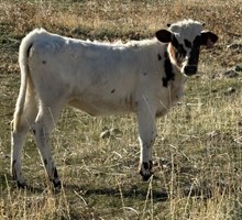  GLR SHEZ TEXA ROYALTY x JHCC INVICTUS