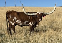 XCALIBER SUE COWGIRL CPL