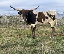 Jingling Gold Heifer 24
