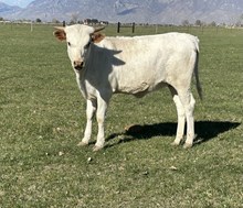 Spectaculat feat heifer 25