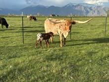 Extra Adorable Bull 25