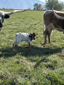 Ziggy Star Bull 25