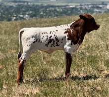 M2 CONSTANCE x M2 COBRA HEIFER 