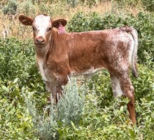 BUCKLE BUNNY CRL x JHCC INVICTUS HEIFER