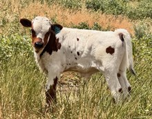 JASMINE SKY CRL x JHCC INVICTUS BULL