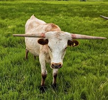 DCL Moonshine Romance